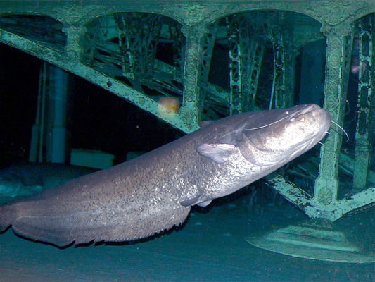 Nagy harcsa (Silurus glanis) a víz alatt
